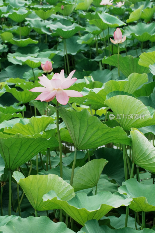 北京圆明园荷花