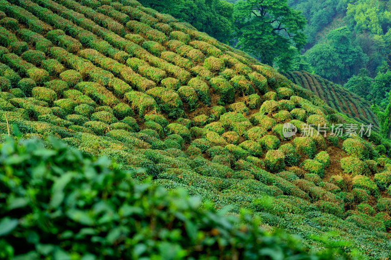 雾气弥漫的茶园