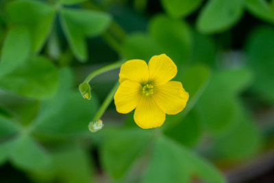 春天的黄花酢浆草开花