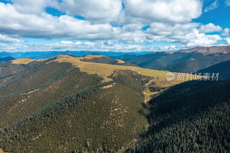 高原公路与山间松林