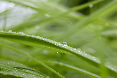 叶子上的露珠水珠雨珠特写