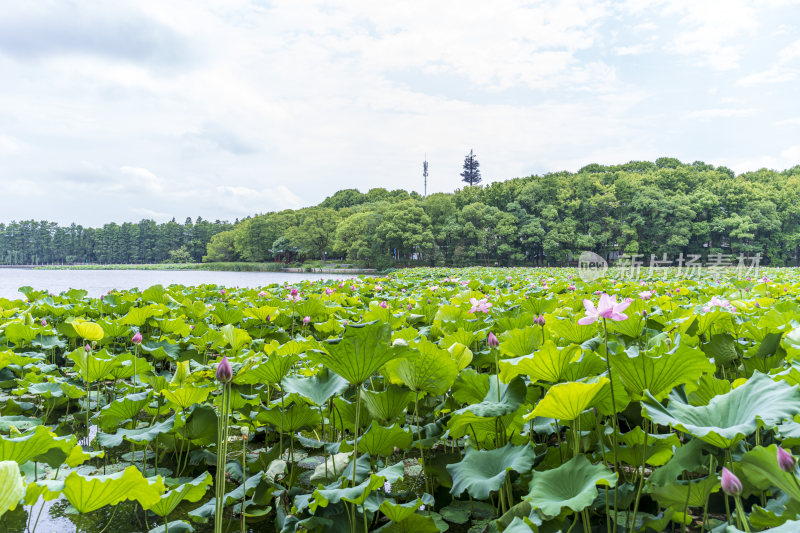 武汉东湖风景区景点风光