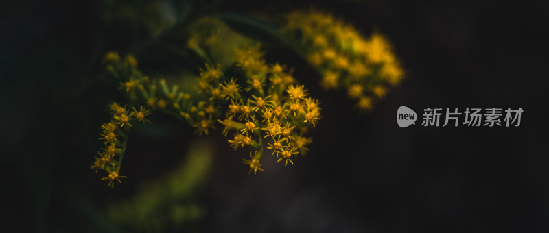 黑色背景下的黄花植物特写镜头