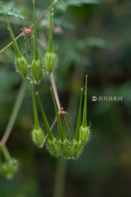 山野植物