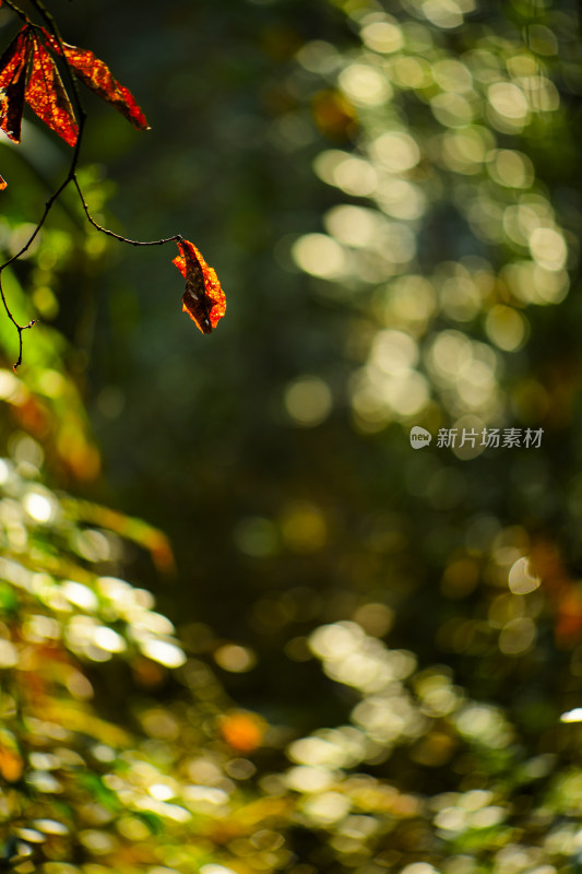 阳光下的红色枯叶特写