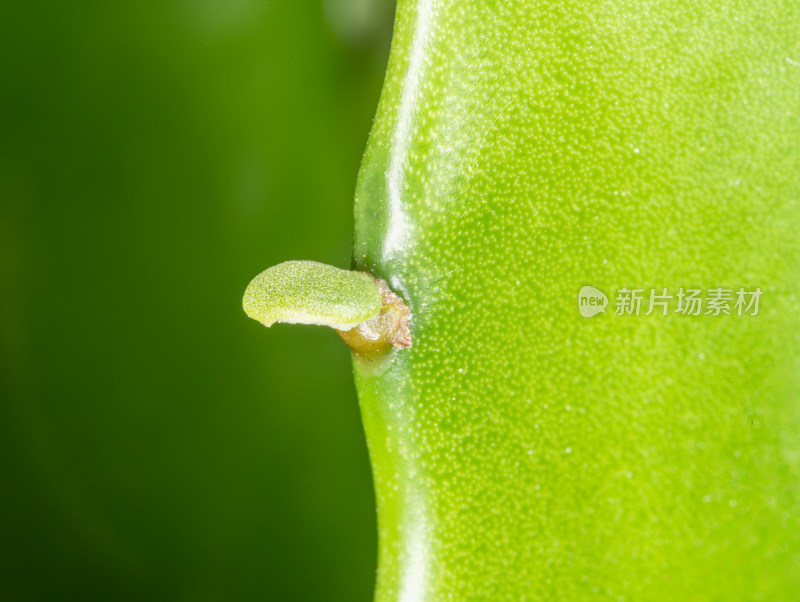 仙人掌植物叶片纹理