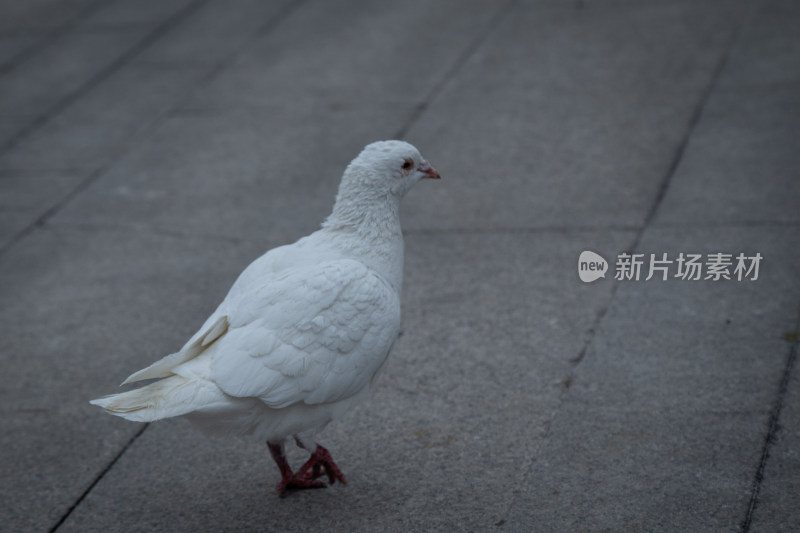 灰色地面上行走的白色鸽子