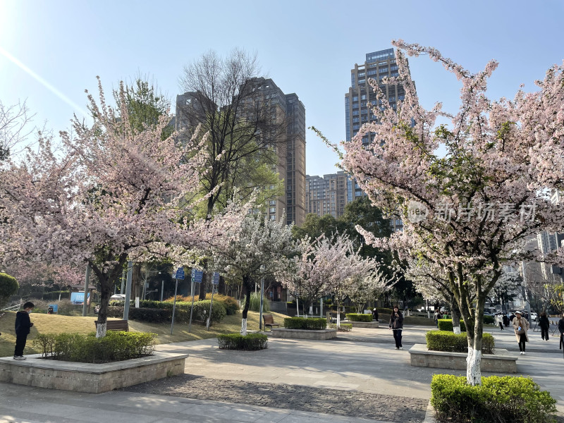 春日都市里的樱花盛景