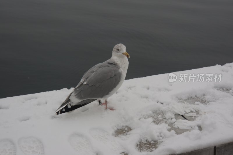 雪地上站立的海鸥