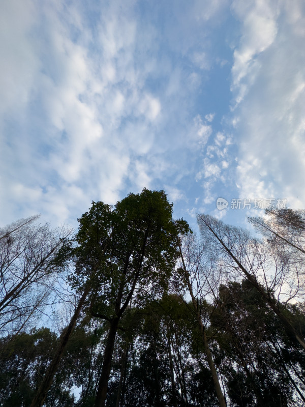 光秃秃的树对着天空的低角度视图