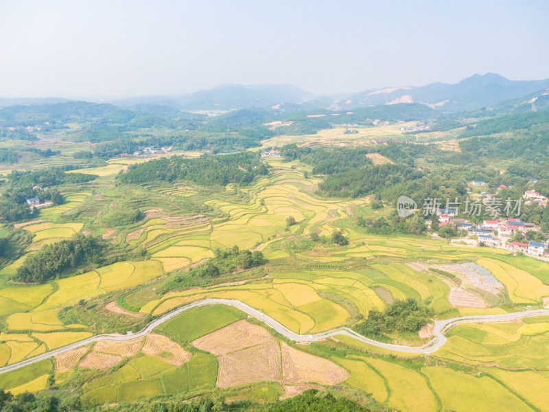 丘陵地貌金黄稻田农业种植航拍摄影图