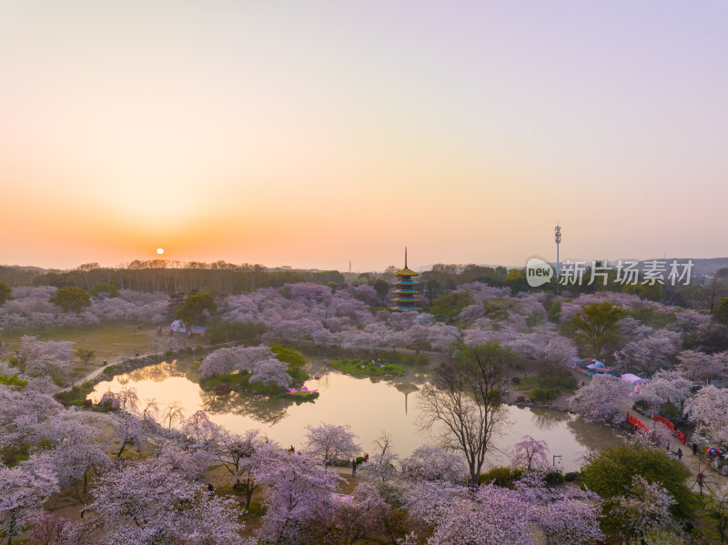 武汉东湖磨山樱花园樱花盛开