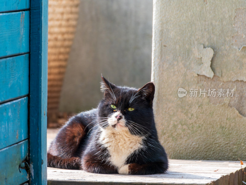 黑白奶牛猫与木屋