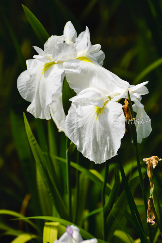 白色的鸢尾花