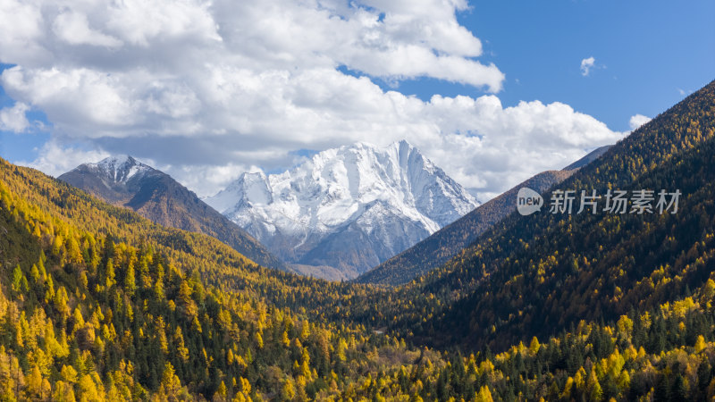 雅拉雪山秋天杉树松树彩林秋景