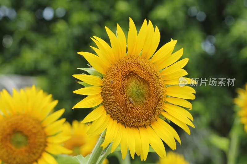 大片向日葵花田绿叶黄花生机勃勃