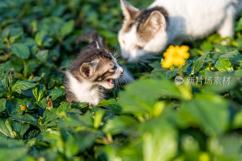 草丛里的小猫咪