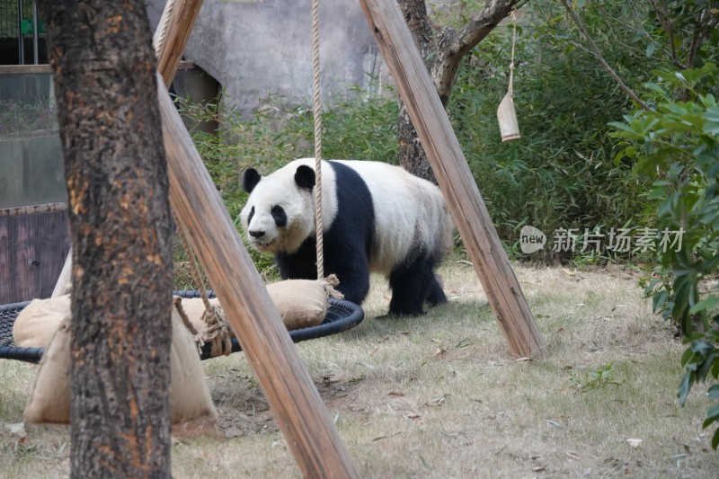 户外场地中的大熊猫