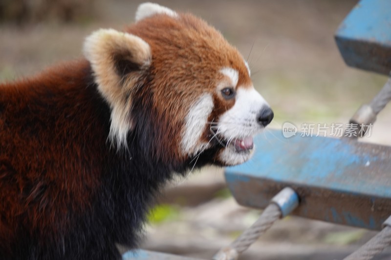 小熊猫特写侧颜