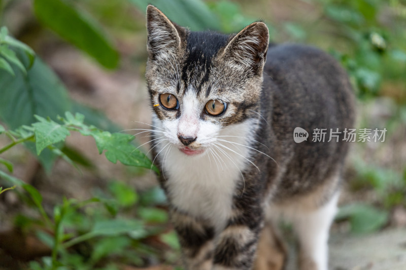 狸花猫、小猫咪