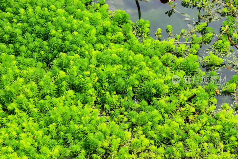 水边茂盛生长的绿色水生植物景观