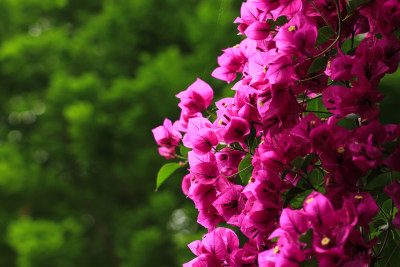 三角梅 叶子花 紫红色 花