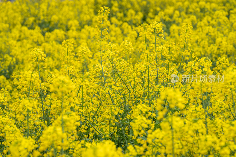 湖北武汉蔡甸区消泗油菜花特写