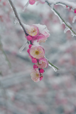 武汉东湖梅园雪中梅花盛开