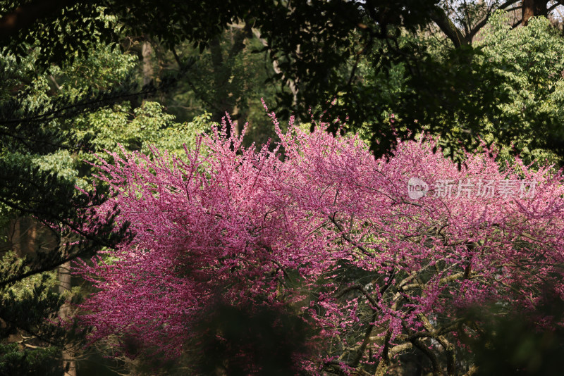 红色梅花特写镜头