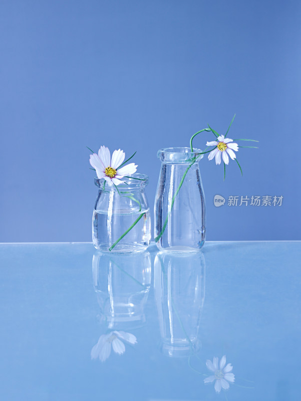 蓝色背景上，花瓶中的夏天鲜花格桑花