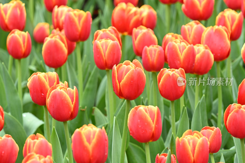 郁金香花海