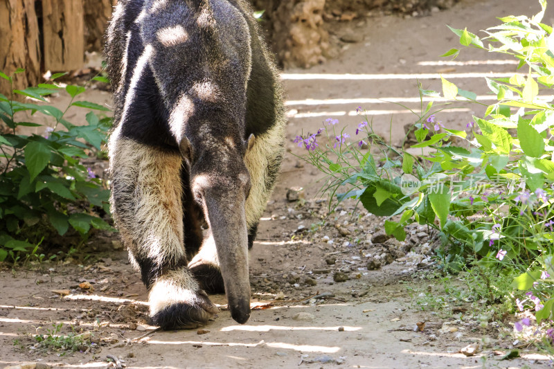 食蚁兽在户外行走