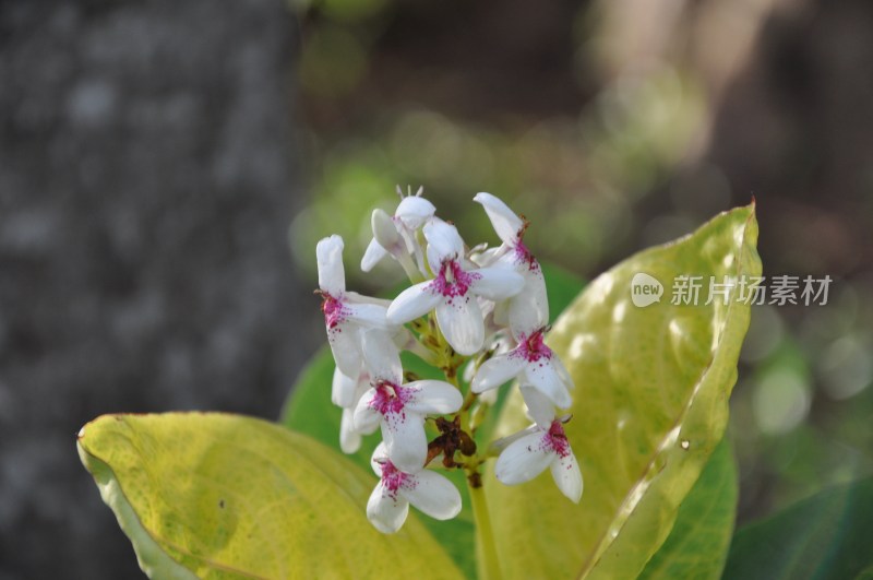 微距特写白色带粉斑花卉