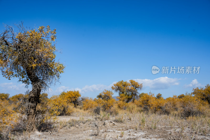 昌吉鸣沙山·胡杨林景区