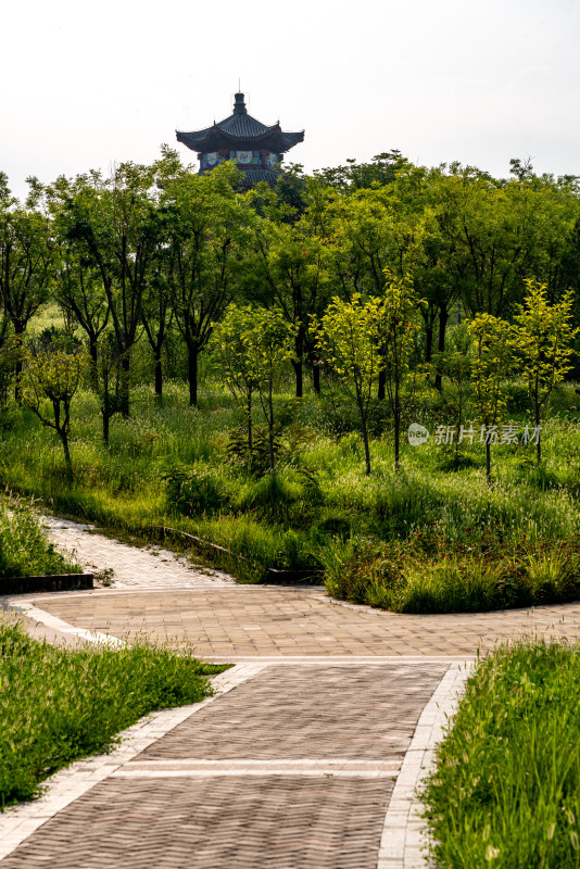 邹城中央公园城市绿植景观