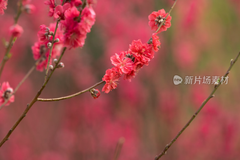 盛开的粉色桃花特写