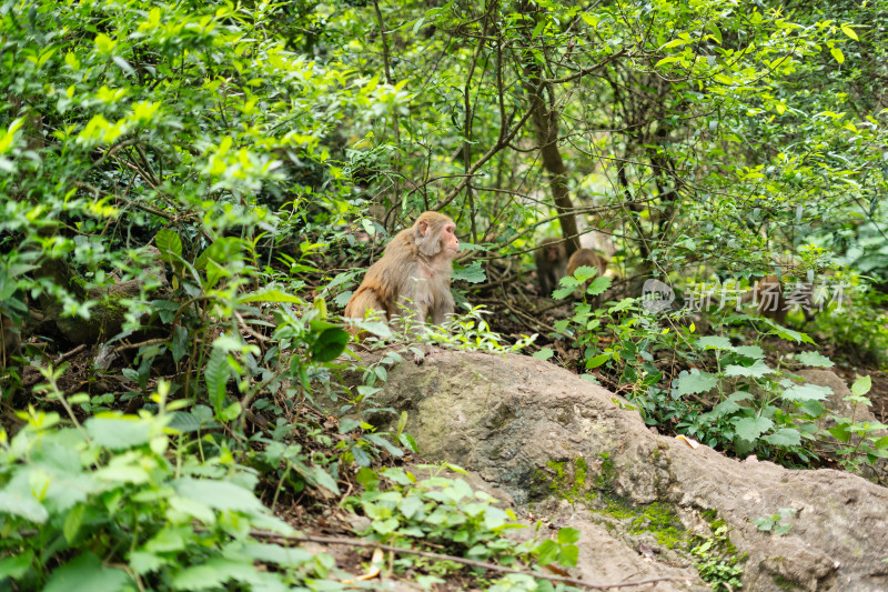 贵阳黔灵山公园路边的猴子