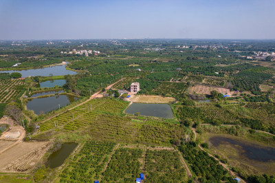 湛江红江农场廉江红橙种植园