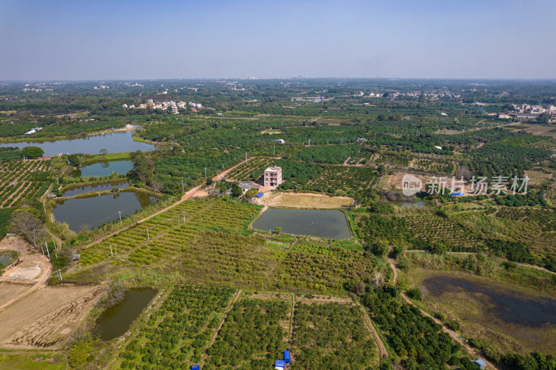 湛江红江农场廉江红橙种植园