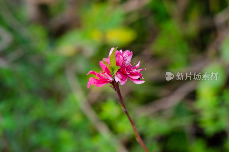 一朵桃花特写