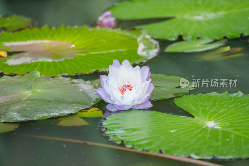 湖中盛开的睡莲