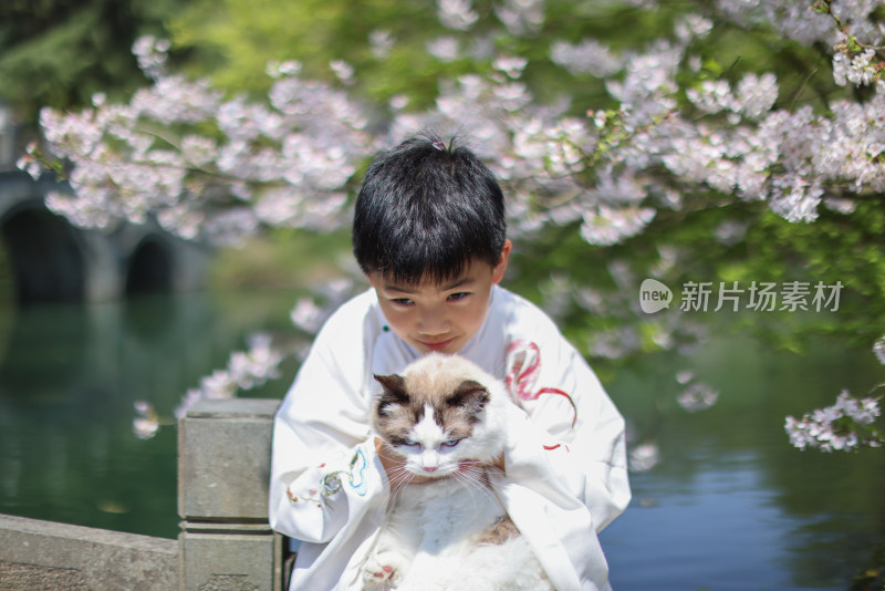 穿着汉服的小男孩和宠物布偶猫 赏花 樱花