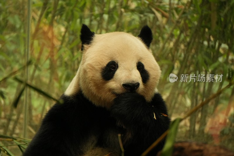 熊猫坐在竹林中吃竹子的可爱模样