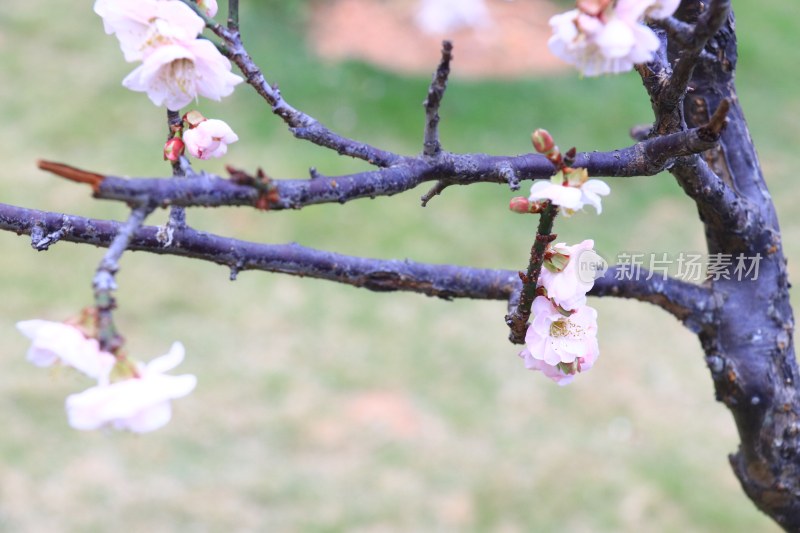 白色梅花 粉红梅花 白梅 