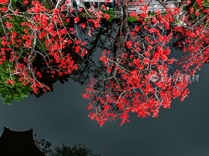 中国广东省广州市海珠区黄埔村木棉花