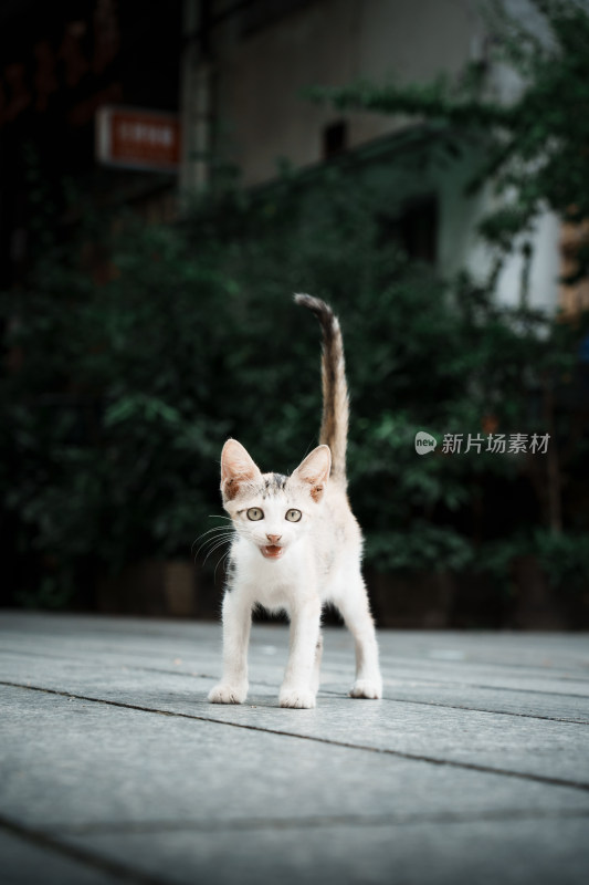 黑白小猫凝视