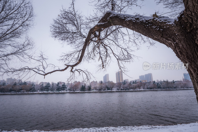 下雪了城市公园自然风景