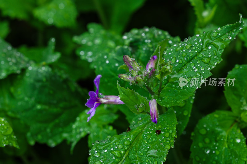 雨中二月兰