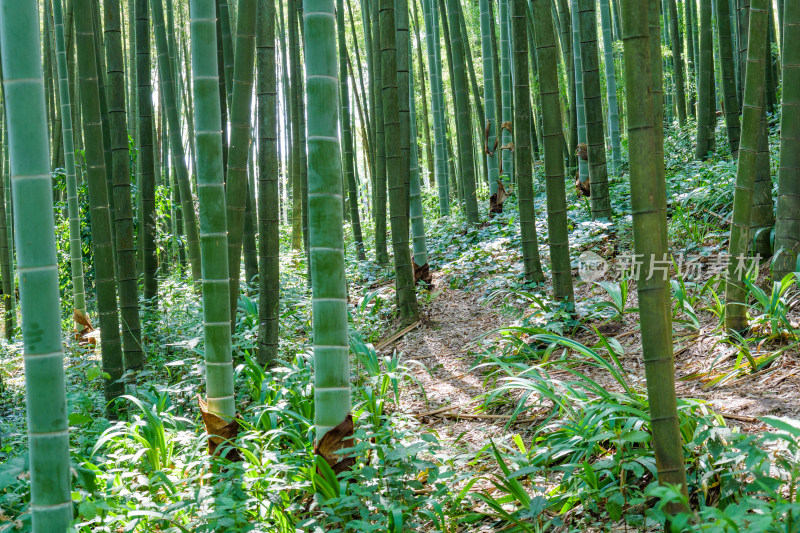 四川宜宾蜀南竹海自然风光