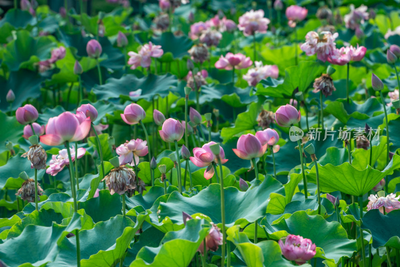 夏天池塘的荷花